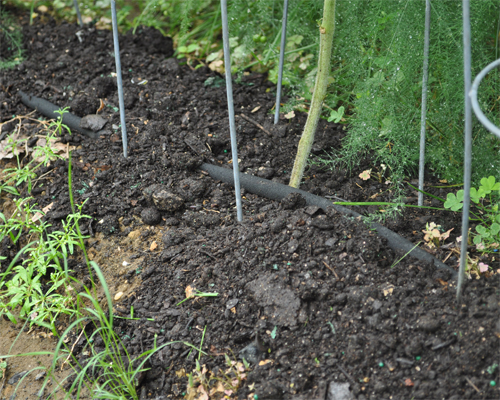 Photo: vegetable garden bed.