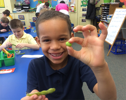 Photo: Boy holding a bean.