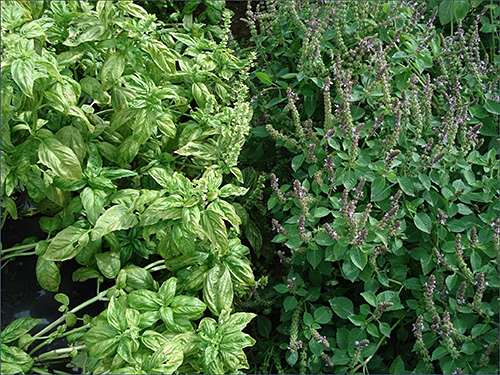 Photo: thai basil and sweet basil.