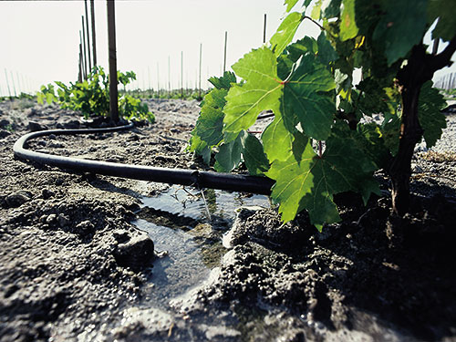 Drip irrigation on grapes in a vineyard.