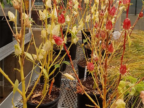 Plants in greenhouse.