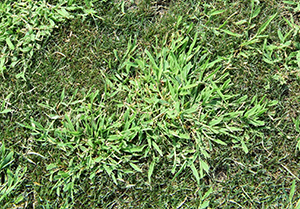 Figure 7.