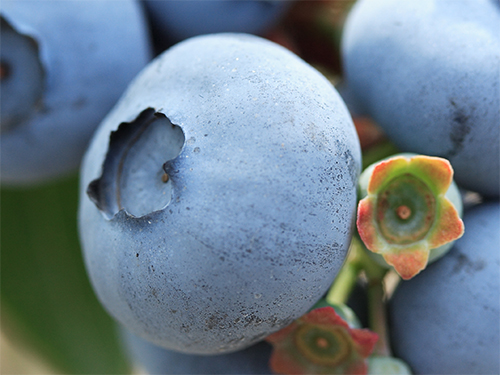 Photo: blueberries closeup.