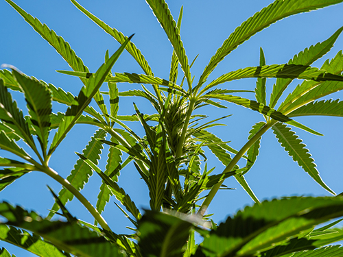 Photo: Hemp plant.