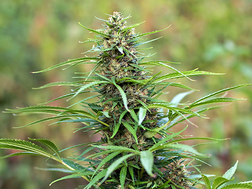 Photo: Hemp flower.