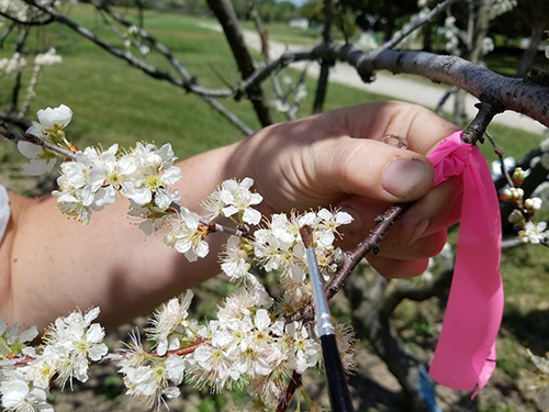 Photo: Beach plum blossom closeup.