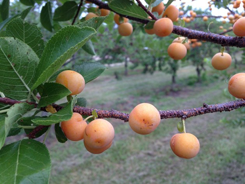 Photo: Beach plum fruit.