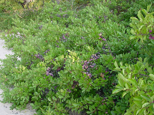 Photo: Beach plum bush.