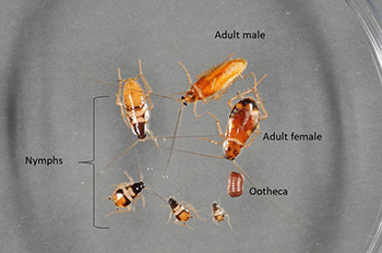Figure 4.