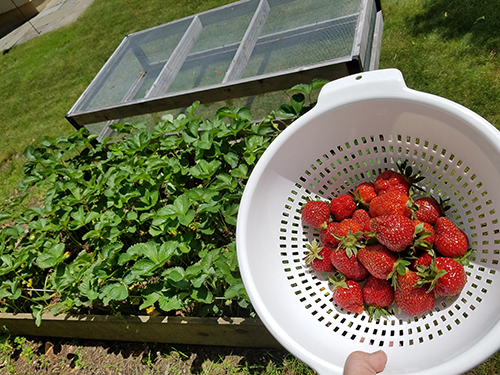Strawberries harvested from a raised bed.