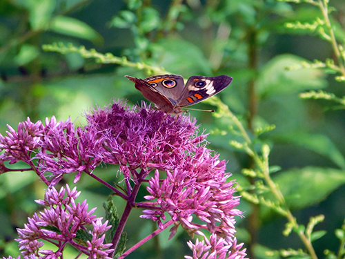Eutrochium purpureum, Joe-Pye Weed.