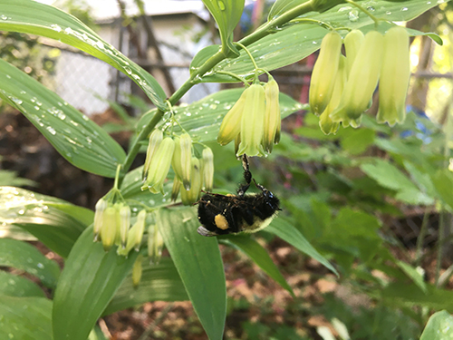Polygonatum biflorum, Solomon’s Seal.