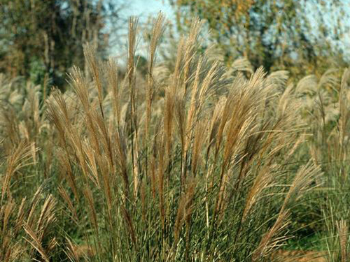 Photo: Silvergrass (Miscanthus sinensis).