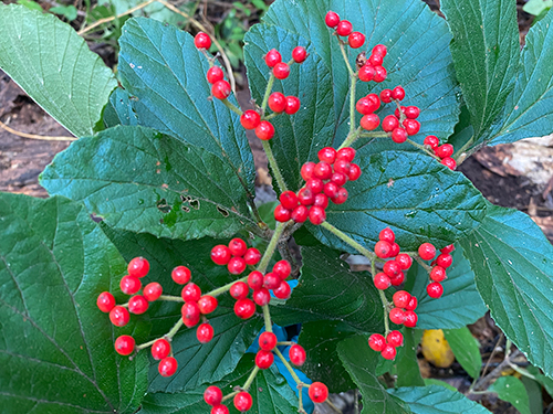 Photo: Linden viburnum (Viburnum dilatatum).