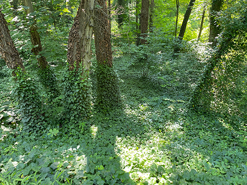 Photo: English Ivy (Hedera helix).