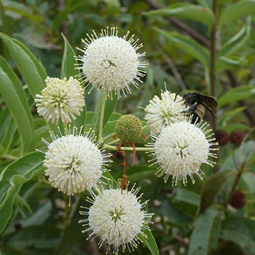 Buttonbush.