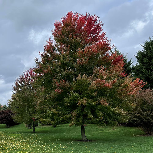 Red maple.