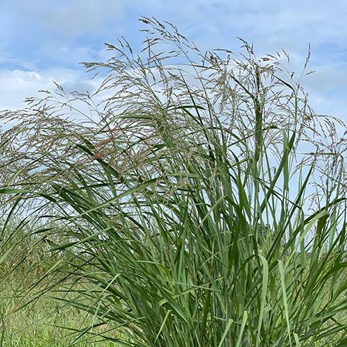 Switchgrass.