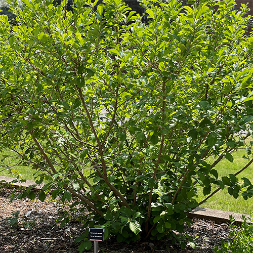 Hamamelis virginiana (Witch hazel).