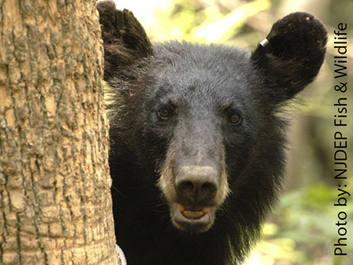 Photo: Black bear that was ear tagged and collared for tracking .