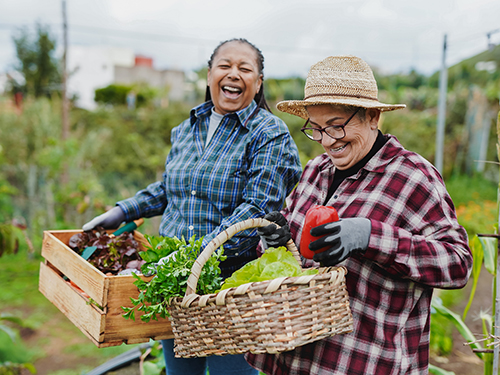 Female farmer friends picking up fresh organic vegetables.