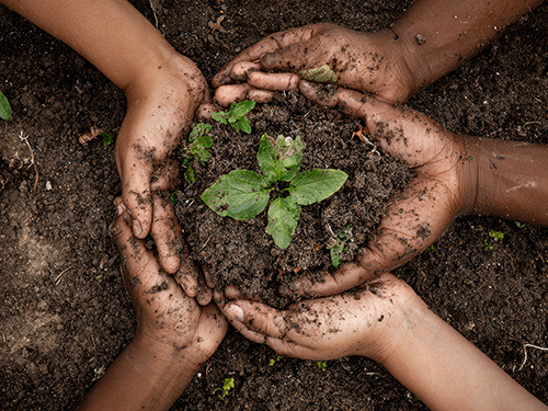 Children's hands holding seedling in soil, in a community garden.