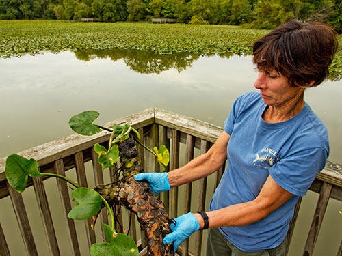 Spatterdock rhizome.
