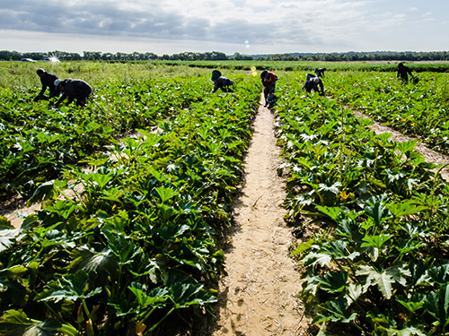 Seven farmworkers harvest squash from a field.