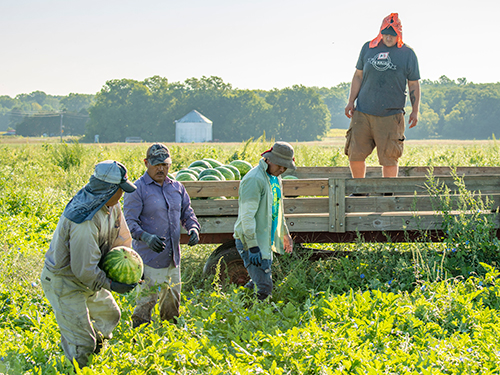 Four farmworkers harvest watermelon from a field and load the fruit on a truck.