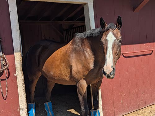 Old horse coming out of a run-in shed, looking at camera.
