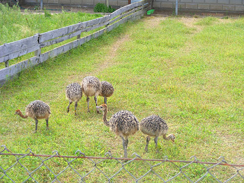 Ostrich.