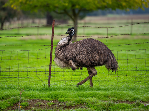 Rhea.