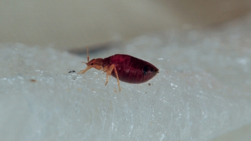 Close up photo of bed bug on fibers.