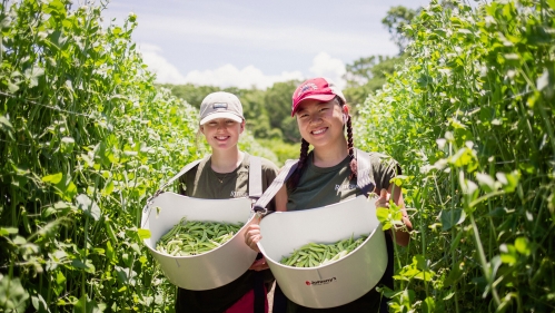 Gleaning Vegetables