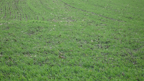 Fall cover crop.