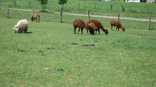 Alpacas on pasture.