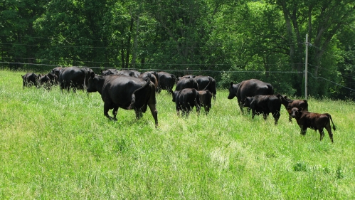 Beef Cows on Pasture.