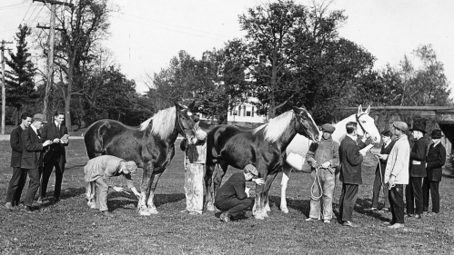 Men inspecting horses outdoors, on Cook Campus.
