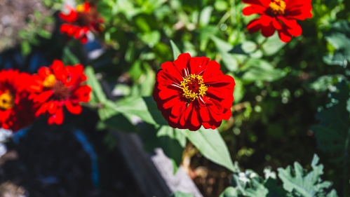 Zinnias.