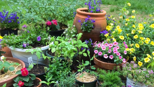 Flowers in container garden.
