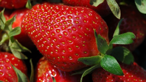 Close up photo of strawberries.