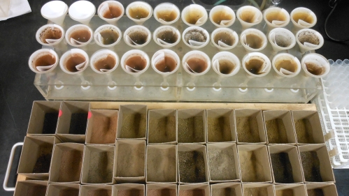 Soil samples.