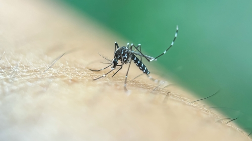 Macro shot of Asian tiger mosquito (Aedes albopictus)