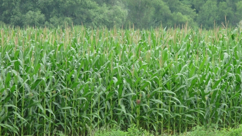 Corn crop in field.