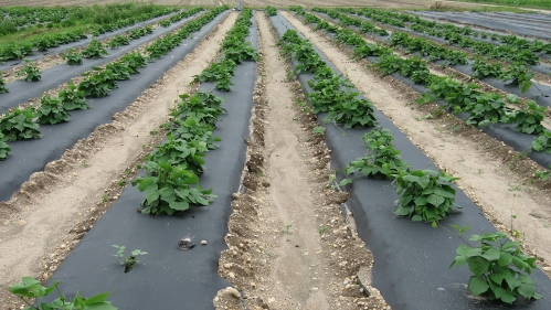 Indian bean plants being grown using plasticulture row covers.