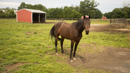 Brown horse in field on campus near 2 red barns
