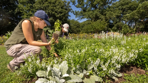 Student working in plant bed at Rutgers Gardens.