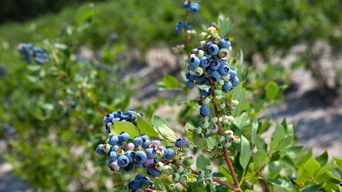 Blueberries growing on the bush.