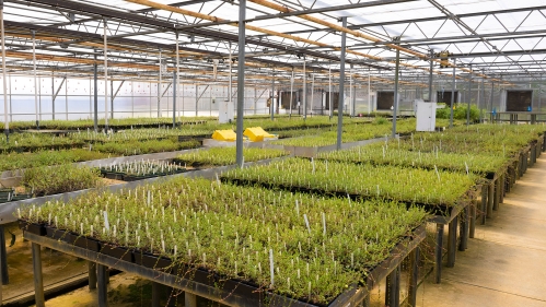 Cranberry seedlings in a greenhouse.
