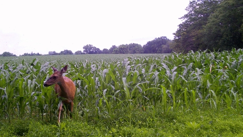 Deer coming out of corn field.
